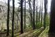 Keepscombe Wood, Duloe, Looe, Cornwall PL13 photo 5