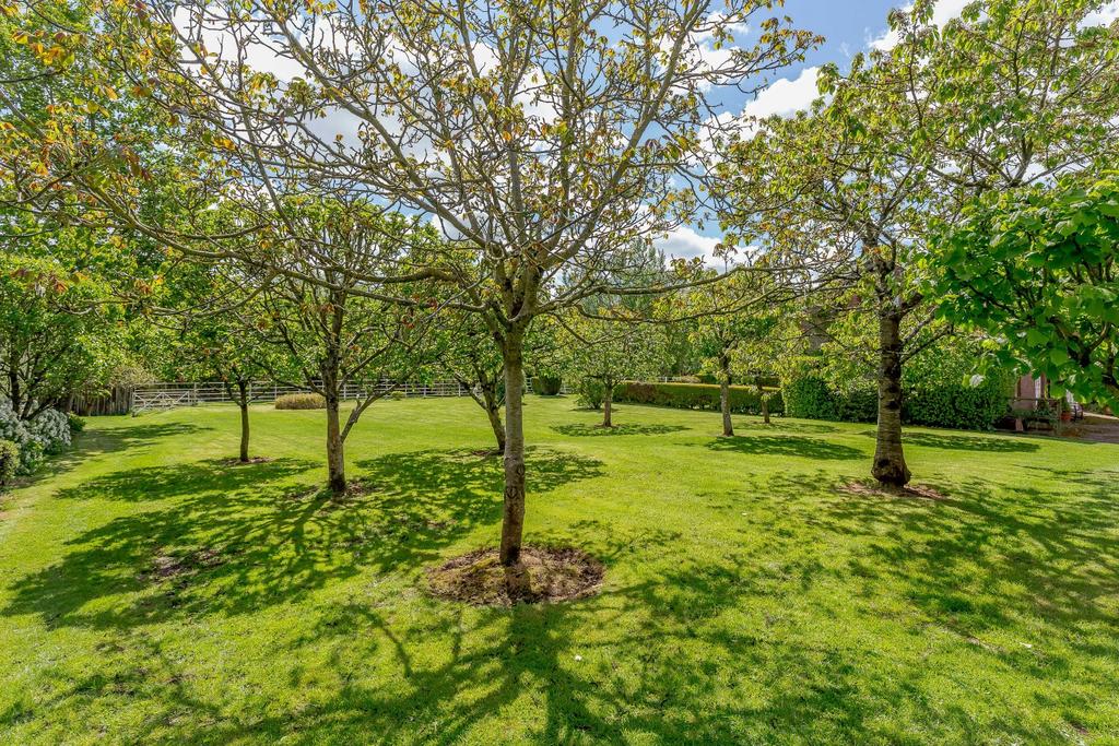 Orchard