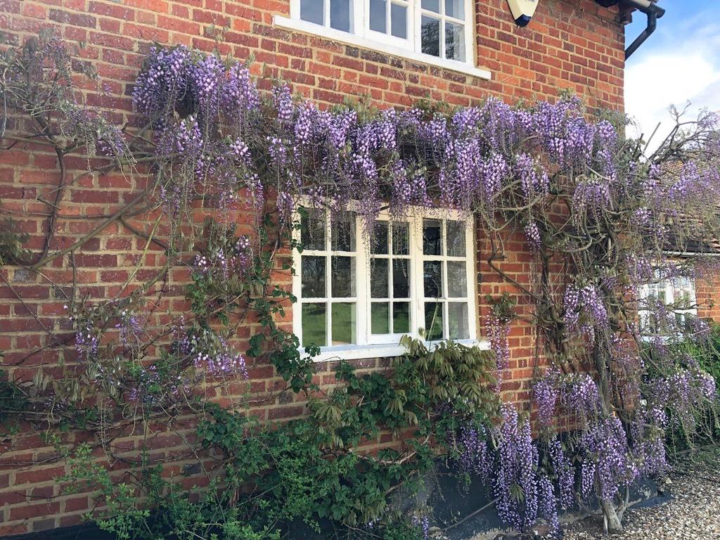 Wisteria