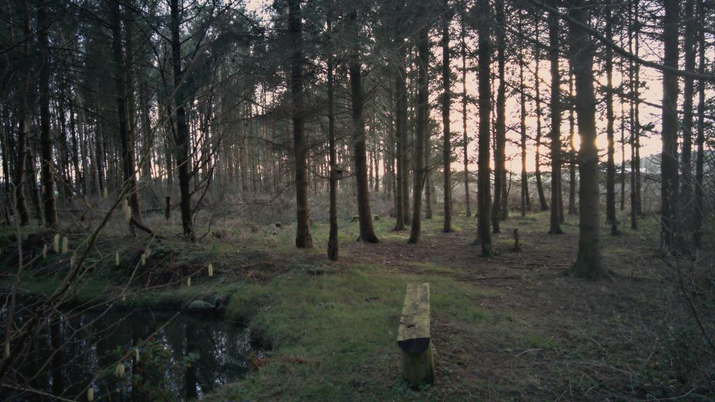 Copy of pond 7