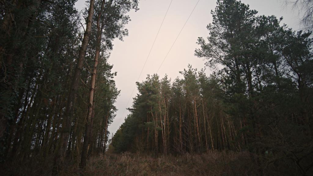 Copy of large clearing and western ride