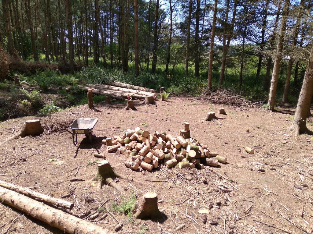 Copy of small clearing 3