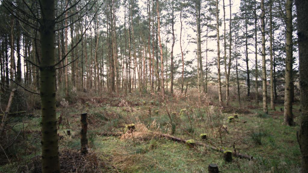 Copy of small clearing 1