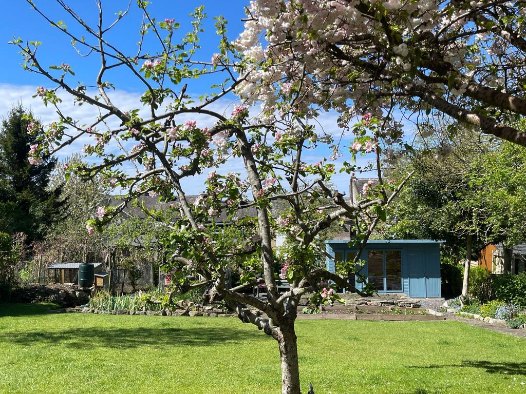 Established Blossom Trees