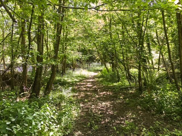 Bluebell Lodge 3