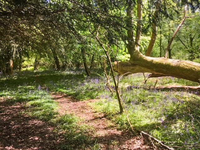 Bluebell Lodge 4