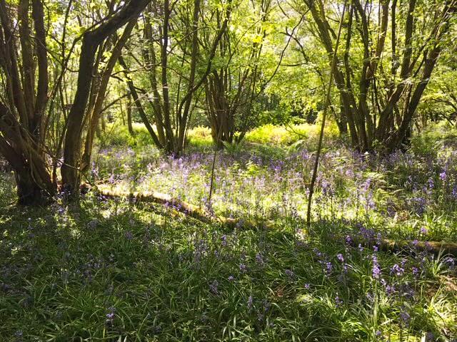 Bluebell Lodge 5