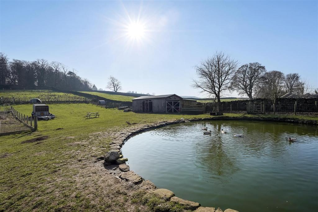 Duck Pond