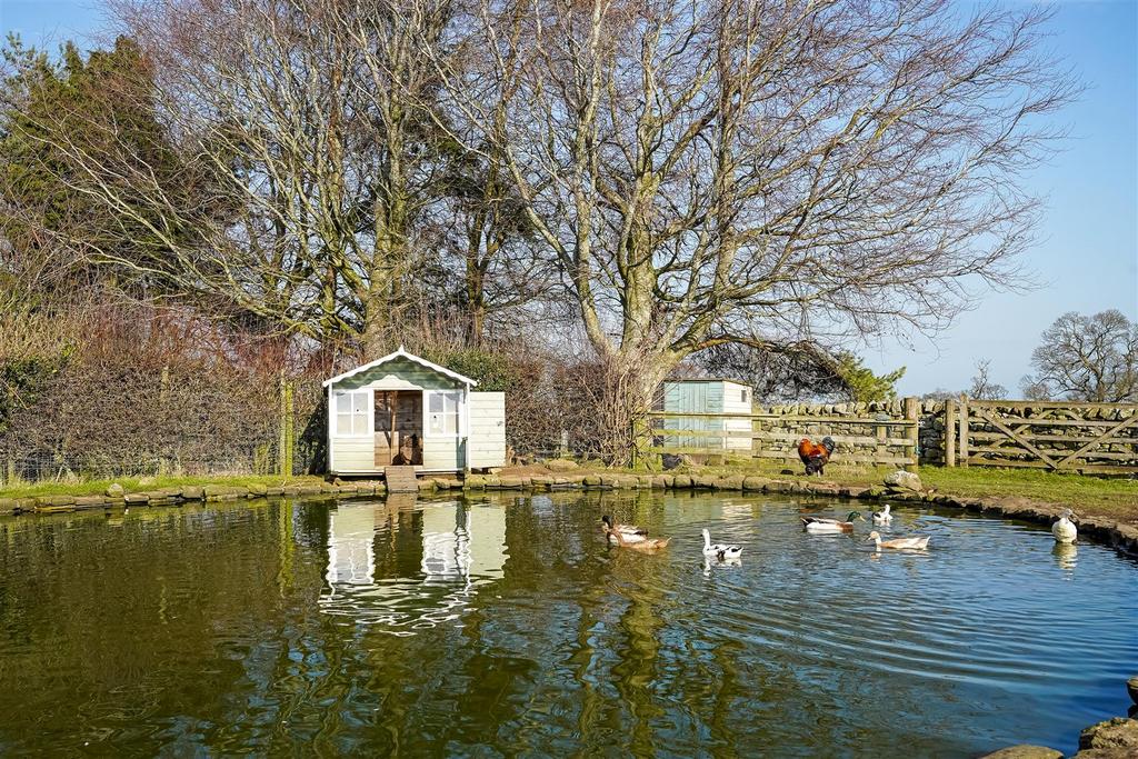 Duck Pond