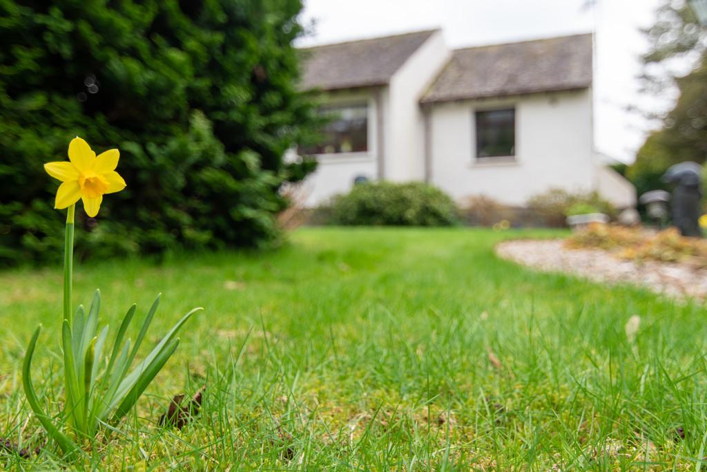 Back Garden