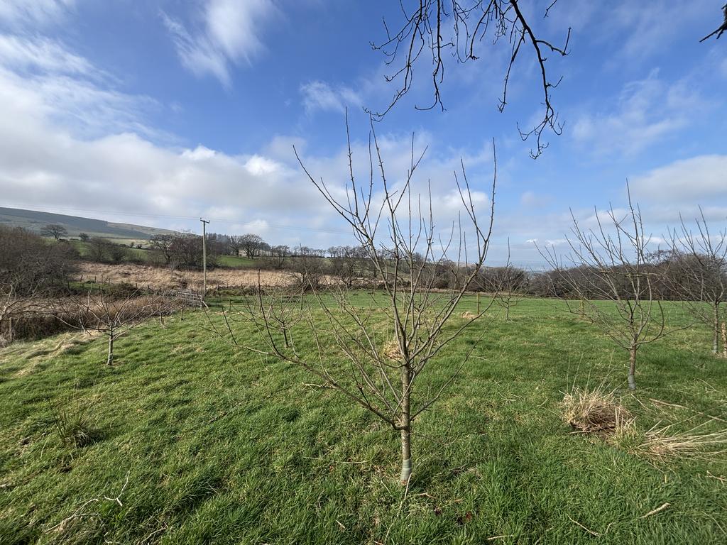 Productive fruit tree orchards