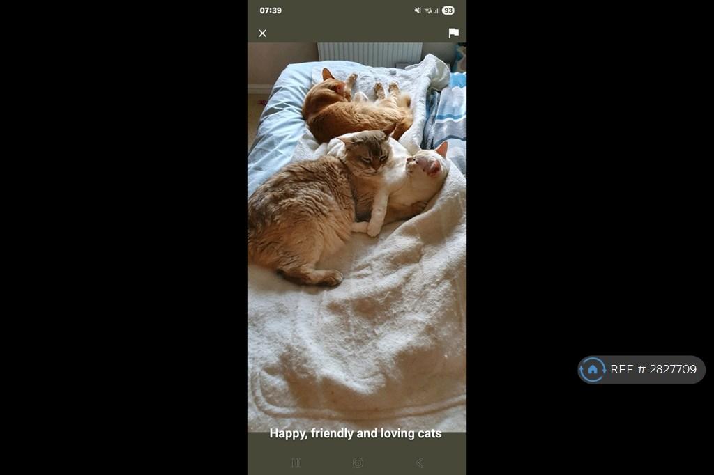 Loving Cats