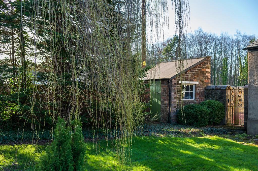 Weeping Willow