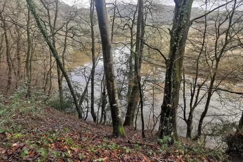 undefined, Harewood, Calstock
