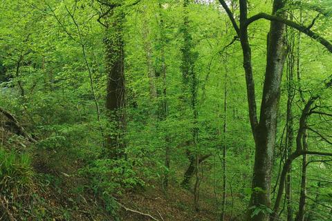 Land for sale, Harewood, Calstock