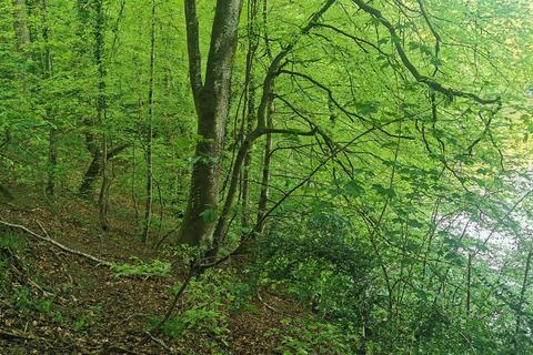 Land for sale, Harewood, Calstock