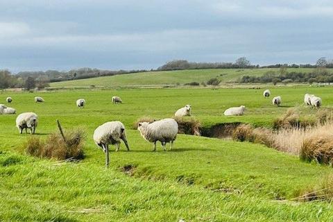 undefined, Winchelsea Beach TN36