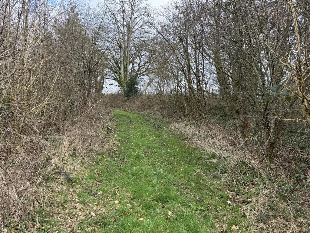 Side Woodland