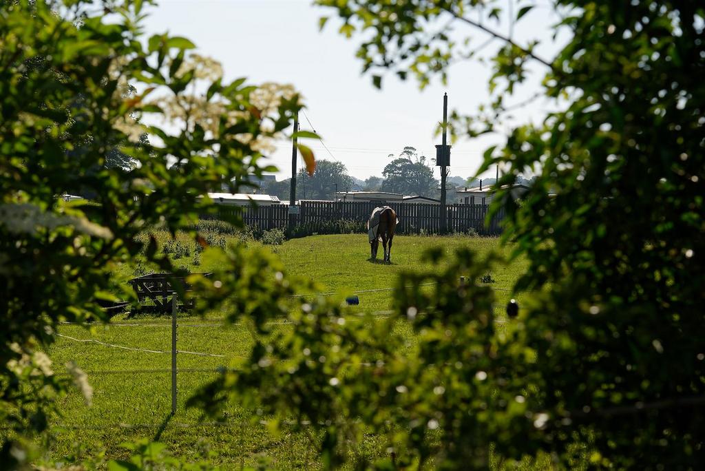 Back field.jpg