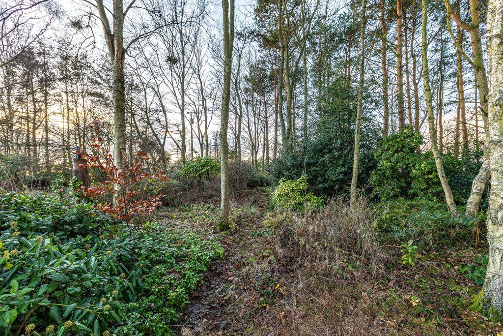 Woodland