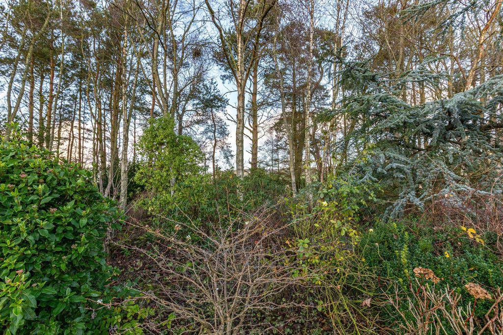 Woodland