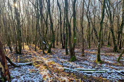 undefined, South Longfield Wood (3.5 acres), Rusper, Near Crawley, West Sussex RH12