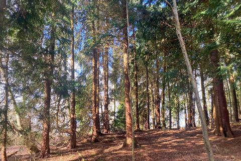 undefined, Monkswood Wood (about 6 acres), Broomfield,  Maidstone, Kent  ME17
