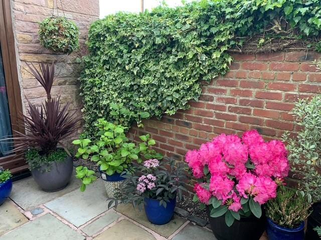 Garden Pic 2.jpg