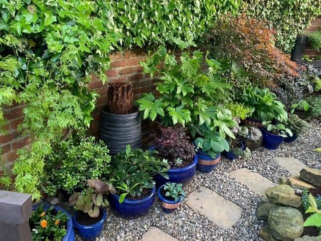 Garden Pic 3.jpg