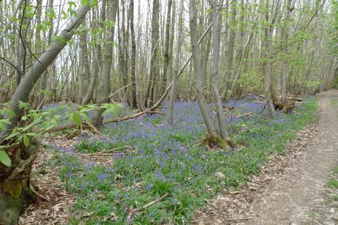 undefined, Hillfort Wood (over 5.5 acres), Castlehill at Capel, Tonbridge, Kent TN11