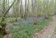 Hillfort Wood (over 5.5 acres), Castlehill at Capel, Tonbridge, Kent TN11