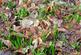 Additional image 20 of Hurdle Wood (4.75 acres), Beckley, near Rye, East Sussex TN31