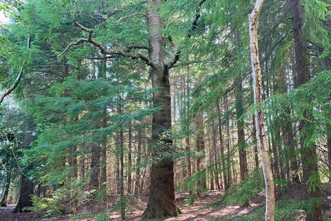 undefined, Hurdle Wood (4.75 acres), Beckley, near Rye, East Sussex TN31
