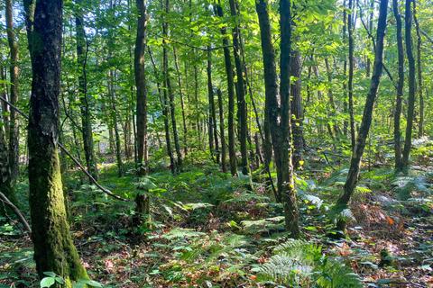 undefined, Hurdle Wood (4.75 acres), Beckley, near Rye, East Sussex TN31