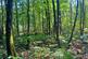 Additional image 3 of Hurdle Wood (4.75 acres), Beckley, near Rye, East Sussex TN31
