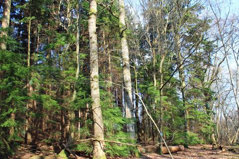 undefined, Hurdle Wood (4.75 acres), Beckley, near Rye, East Sussex TN31