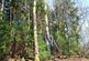 Additional image 4 of Hurdle Wood (4.75 acres), Beckley, near Rye, East Sussex TN31