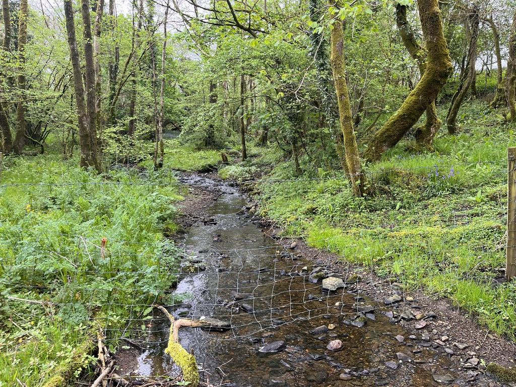 Stream.jpg