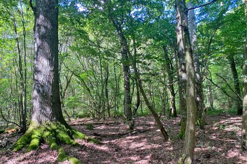 undefined, Rondel Wood (6.5 acres), Shadoxhurst, near Ashford, Kent  TN26