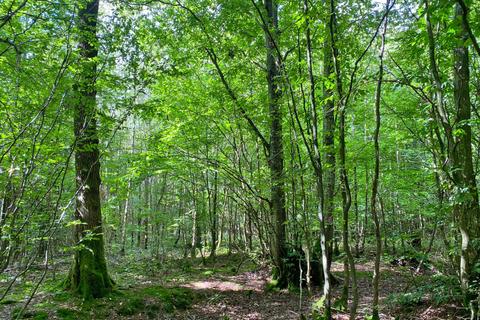 undefined, Rondel Wood (6.5 acres), Shadoxhurst, near Ashford, Kent  TN26