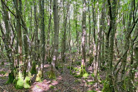 undefined, Rondel Wood (6.5 acres), Shadoxhurst, near Ashford, Kent  TN26