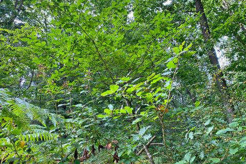 undefined, Arris Wood (7.5 acres), Biddenden, Kent TN27