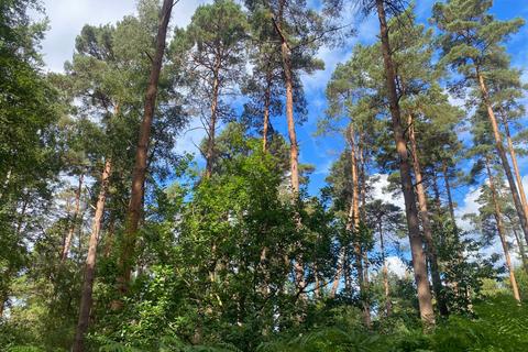 undefined, Notch Wood (4.5 acres), Biddenden, Kent TN27