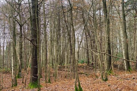 undefined, Riding Wood (about 5 acres), Biddenden, Kent  TN27