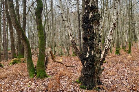 undefined, Riding Wood (about 5 acres), Biddenden, Kent  TN27