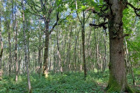 undefined, Hinge Wood (4 acres), Lamberhurst, near Tunbridge Wells, Kent TN3