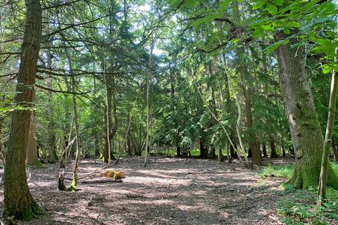 undefined, Hinge Wood (4 acres), Lamberhurst, near Tunbridge Wells, Kent TN3