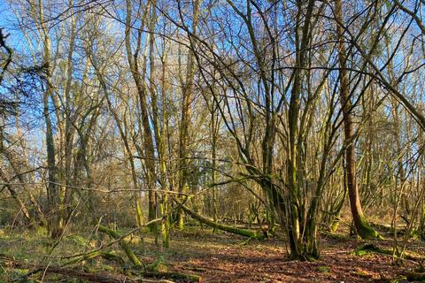 undefined, Cape Wood (4.75 acres), Near Cranleigh, Surrey RH12