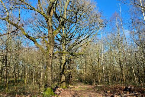 undefined, Barbary Wood (2.75 acres), Near Cranleigh, Surrey RH12
