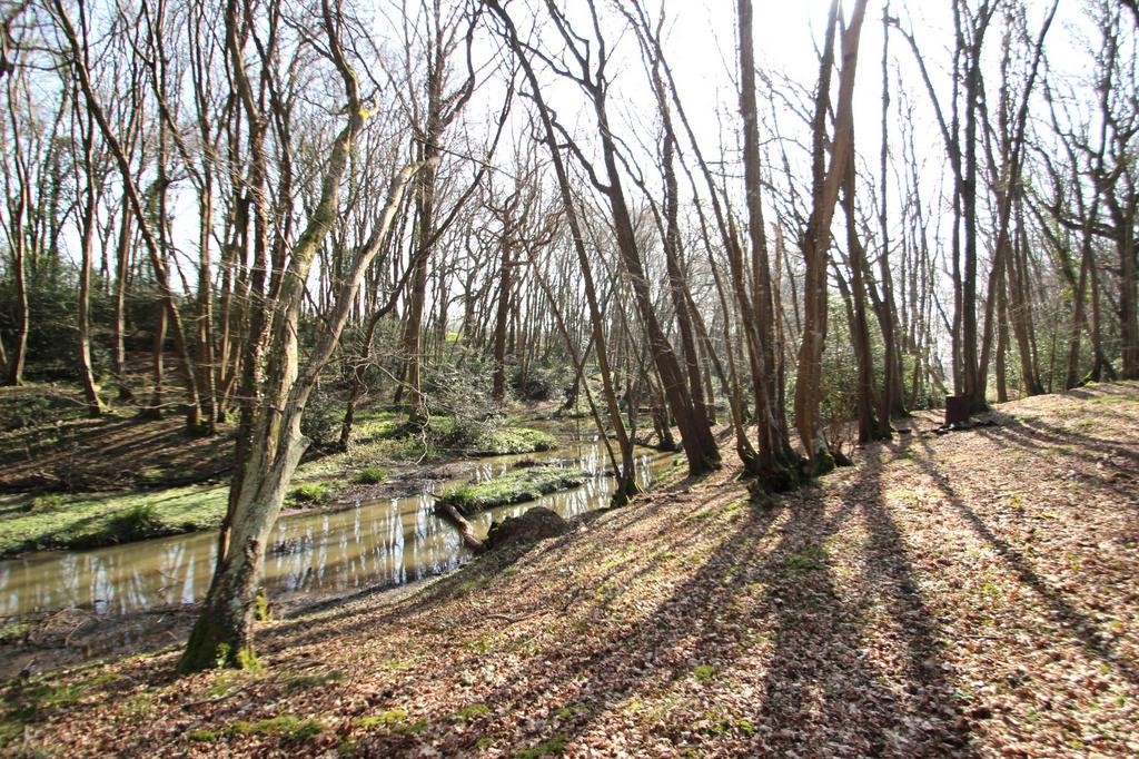 Woodland and stream
